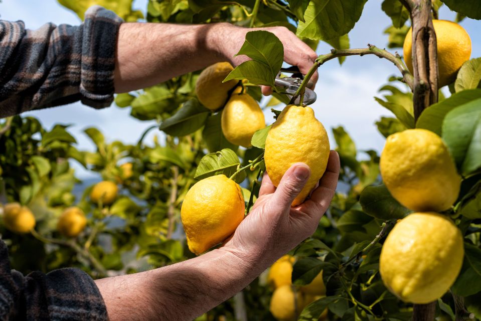 Amalfi: Cooking Class and Farmhouse Visit With Meal - Picking seasonal vegetables and herbs (and learning what to use)