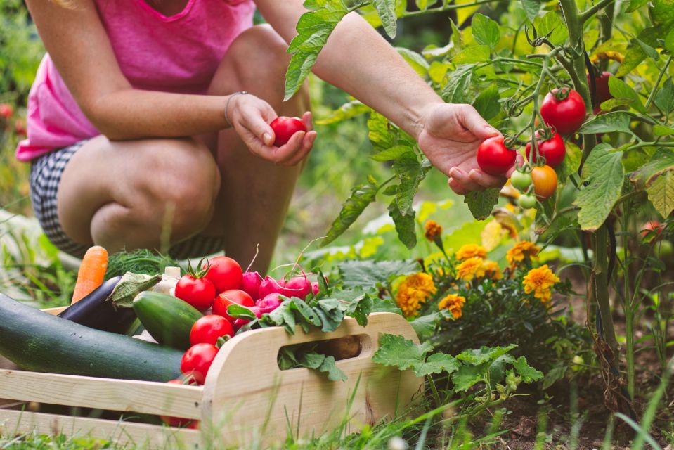 Amalfi: Cooking Class and Farmhouse Visit With Meal - What you take home: recipes and a cooking diploma