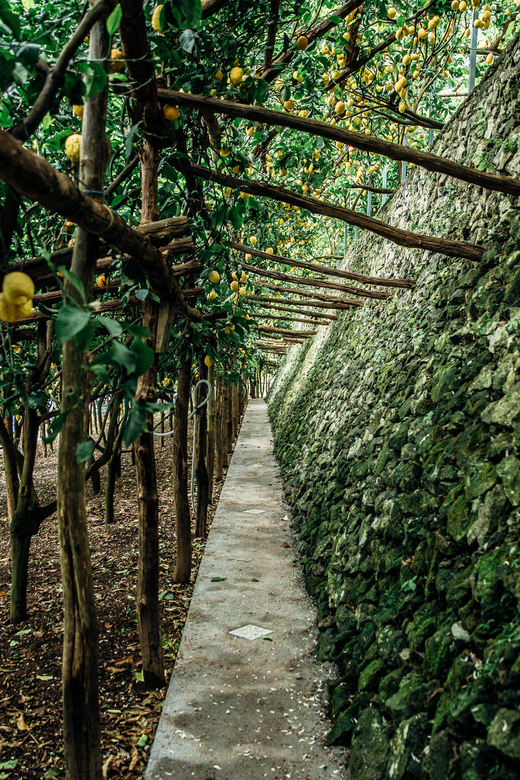 Amalfi: Vertical Lemon Farm Tour, Tastings, and Rural Museum - Views, Questions, and Photo Stops (Without Turning It Into a Scenic Drive)