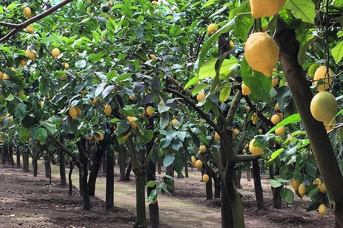 E-Bike Food and Wine Tour in the Sorrento Peninsula - Guides and Safety: Why Macarena and Others Get So Much Praise
