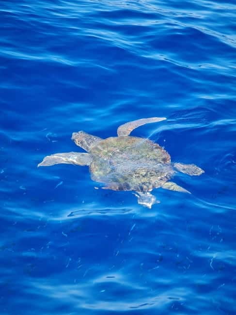 From Sorrento: Capri Boat Tour with Blue Grotto Visit - Price and value: What you’re really paying for