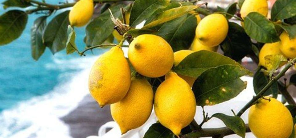 Maiori: Amalfi Coast Path of Lemons Day Trip with Tastings - A lemon-powered walk with real farm stories