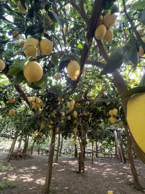 Maiori: Amalfi Coast Path of Lemons Day Trip with Tastings - Giovanni Ruocco’s farm visit: gardens, groves, and lemon products