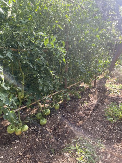 Maiori: Amalfi Coast Path of Lemons Day Trip with Tastings - Minori finish: Santa Trofimena and the main plaza drop-off