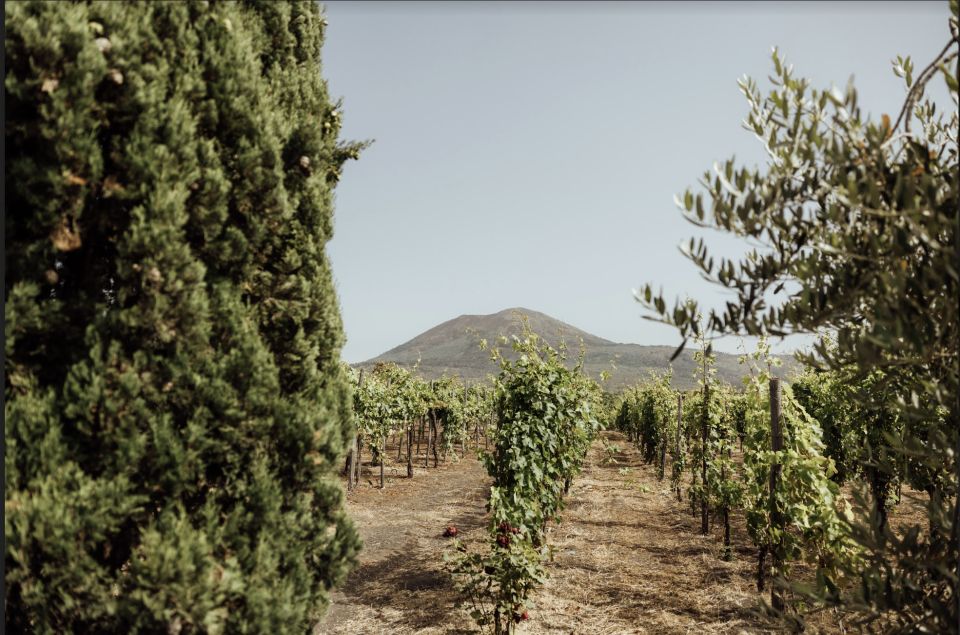 Mount Vesuvius: Vineyard Tour with Wine Tasting and Lunch - Key highlights worth planning for