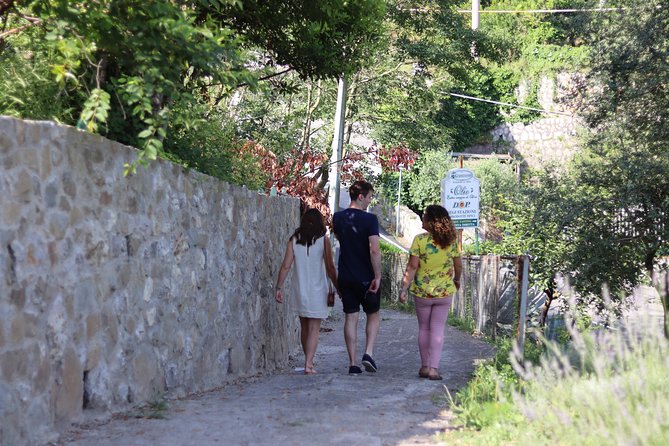 Olive oil tasting in Sorrento - Walking the groves: what the tour teaches you on the ground