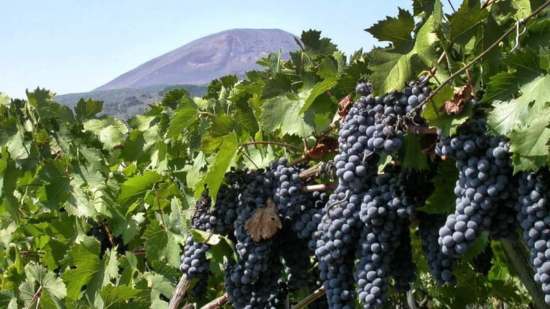 Pompeii: Archeological Tour & Wine Tasting at Mt. Vesuvius - Porta Marina Superiore: priority access and an easy start