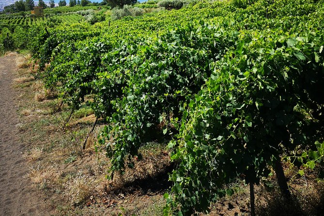 Pompeii Tour & Lunch with Wine Tasting Experience - Price and Value: Is $120.98 a Fair Deal?