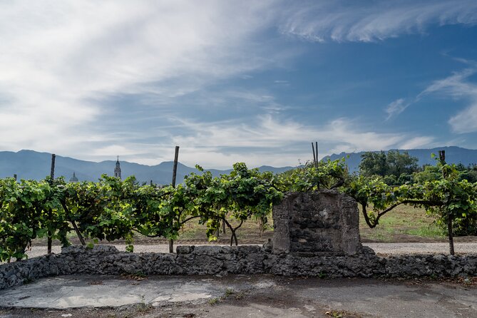 Pompeii Vineyard Escape: Private Wine Tasting & Lunch - Lunch Under the Estate Mood: What You’ll Eat in 3 Courses