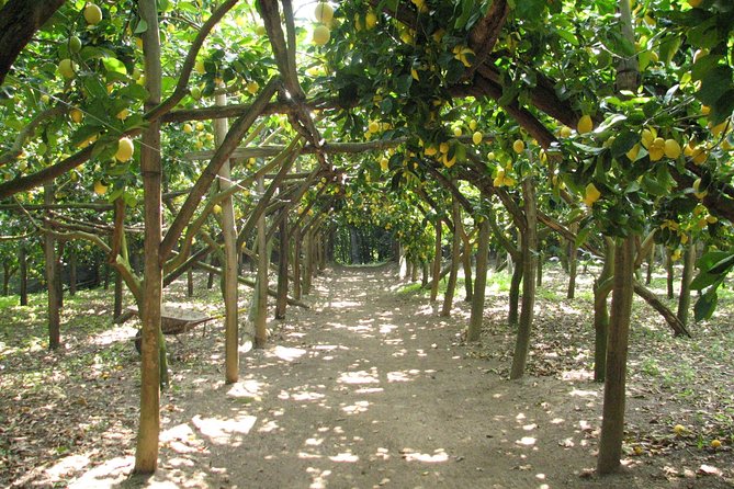 Sorrento Farm and Food Experience including Olive Oil, Limoncello, Wine tasting - Key Highlights at La Masseria Farm (What You’ll Remember)