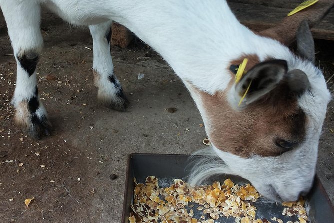 Sorrento Farm and Food Experience including Olive Oil, Limoncello, Wine tasting - Why This La Masseria Farm Day Feels Different Than a Standard Tasting Tour