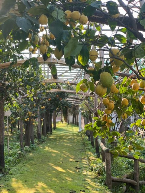 Sorrento: Lemon Garden Tour with Marmalade Tasting - Key takeaways before you go
