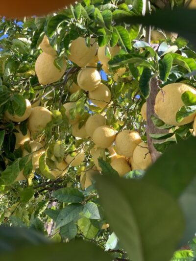 Sorrento: Lemon Garden Tour with Marmalade Tasting - Finding La Limonaia: Getting to the Meeting Point Without Chaos