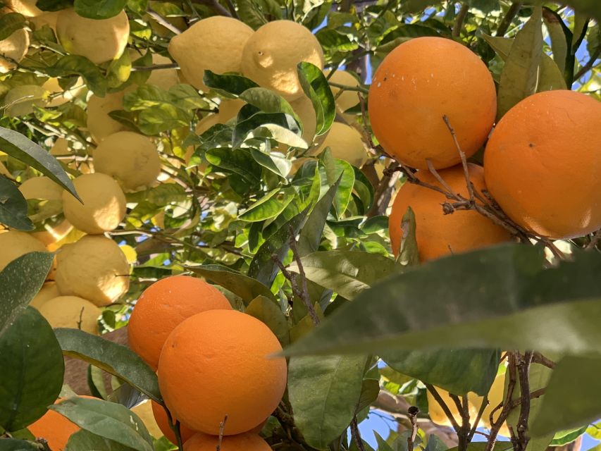 Sorrento: Lemon Garden Tour with Marmalade Tasting - The Tasting Table: Marmalade, Limoncello, Lemon Olives, and Honey