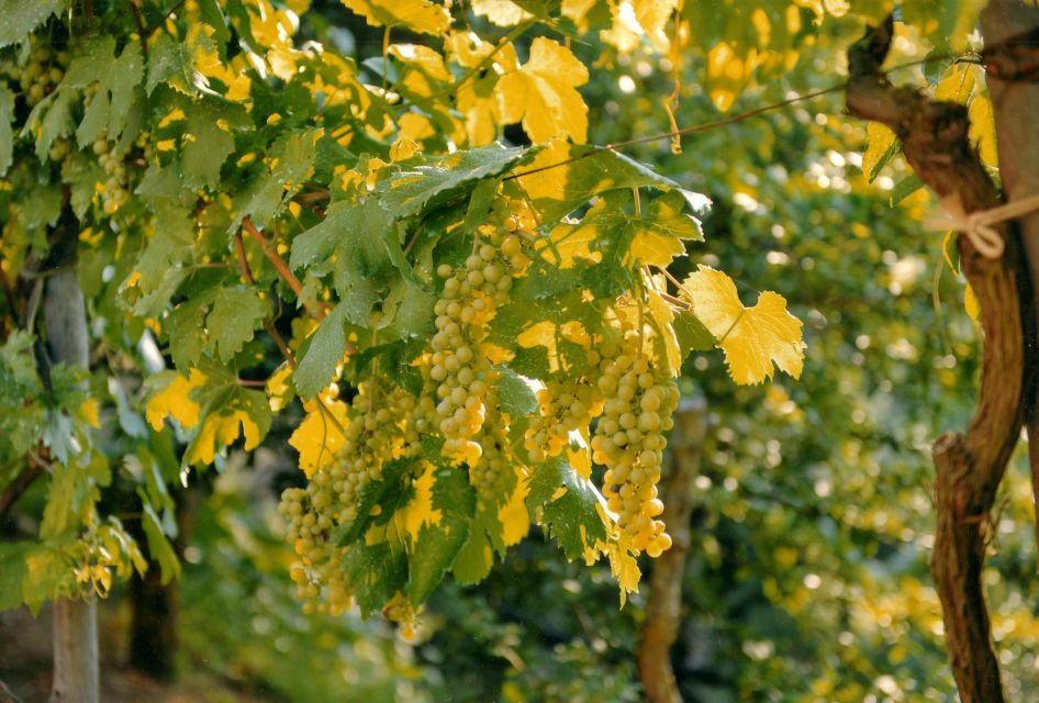 Sorrento: Lemon, Olive Oil and Wine Tasting Tour with Lunch - La Masseria Farm on the Sorrento Peninsula: What This 4-Hour Visit Really Delivers