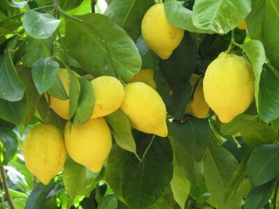 Sorrento: Lemon, Olive Oil and Wine Tasting Tour with Lunch - Olive grove walk and oil mill visit: Learning extra-virgin the old way